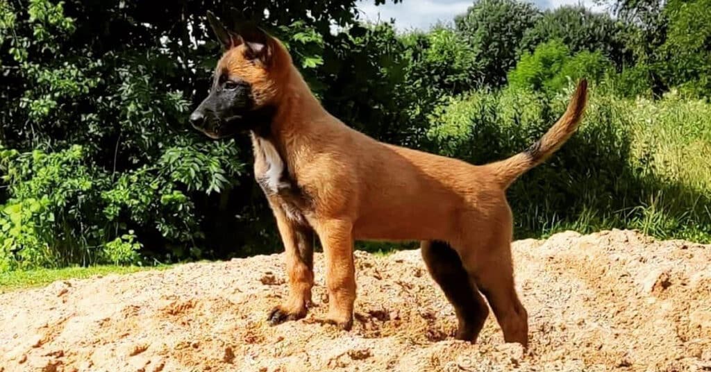 Belgian Malinois Growth Chart Learn About Nature