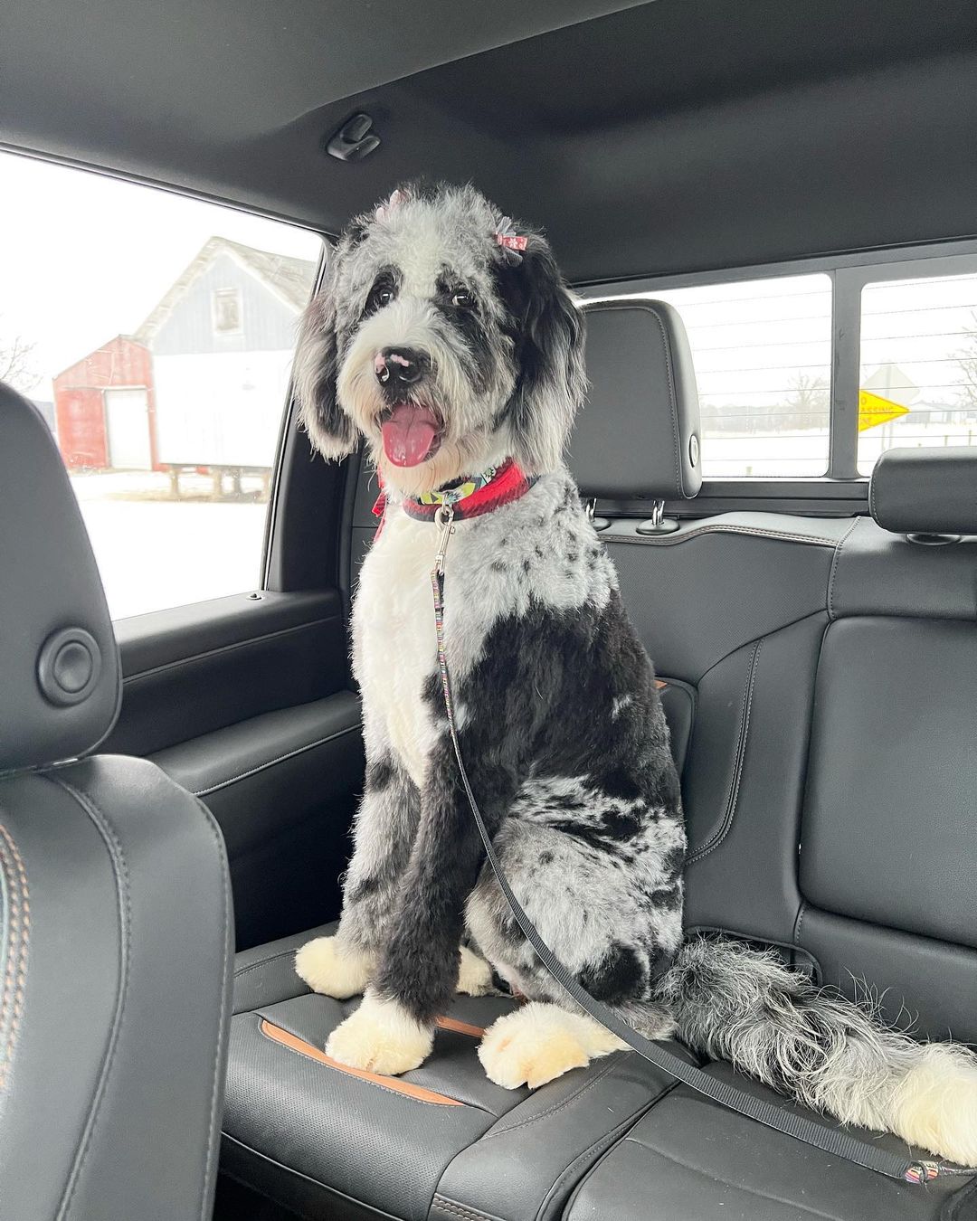 How Big Do F1b Bernedoodles Get Bernedoodle Size Full Grown: How Big Do Bernedoodles Get? (tiny, Mini