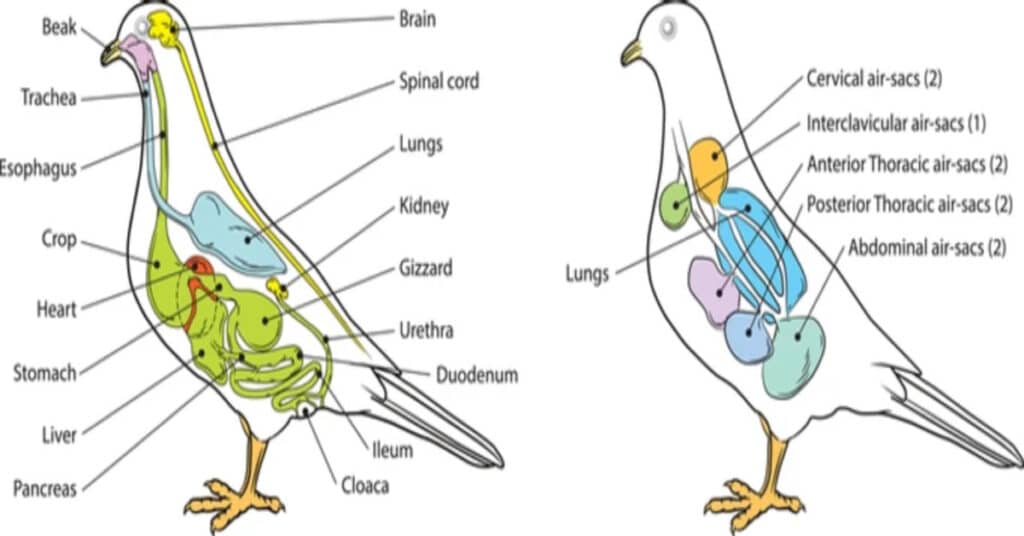 Bird Anatomy: All You Need To Know - Learn About Nature