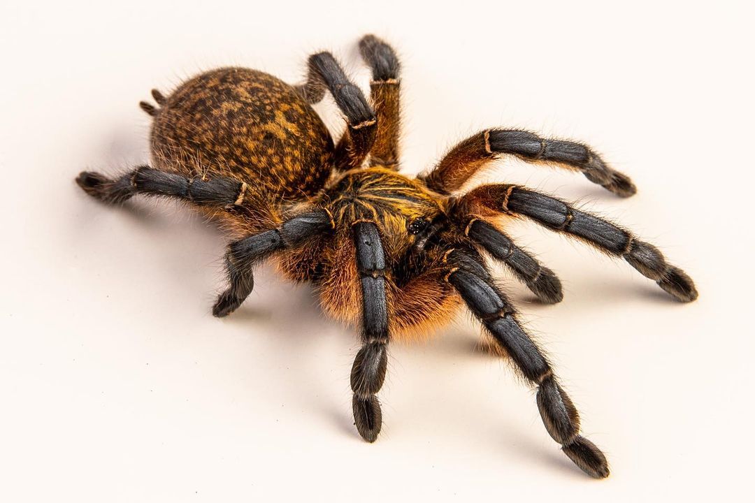 Bird Eating Tarantula - Learn About Nature