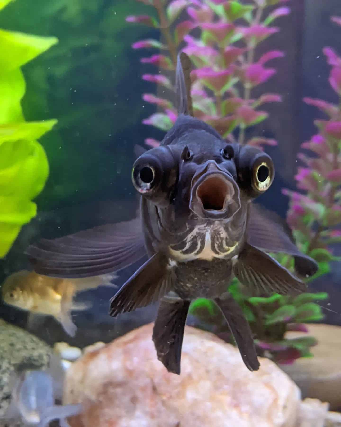 Black Moor Goldfish: Passion of Experienced and Novice Hobbyists ...