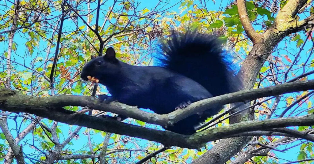 Black Squirrel - An Amazing Result Of Genetic Mutation - Learn About Nature