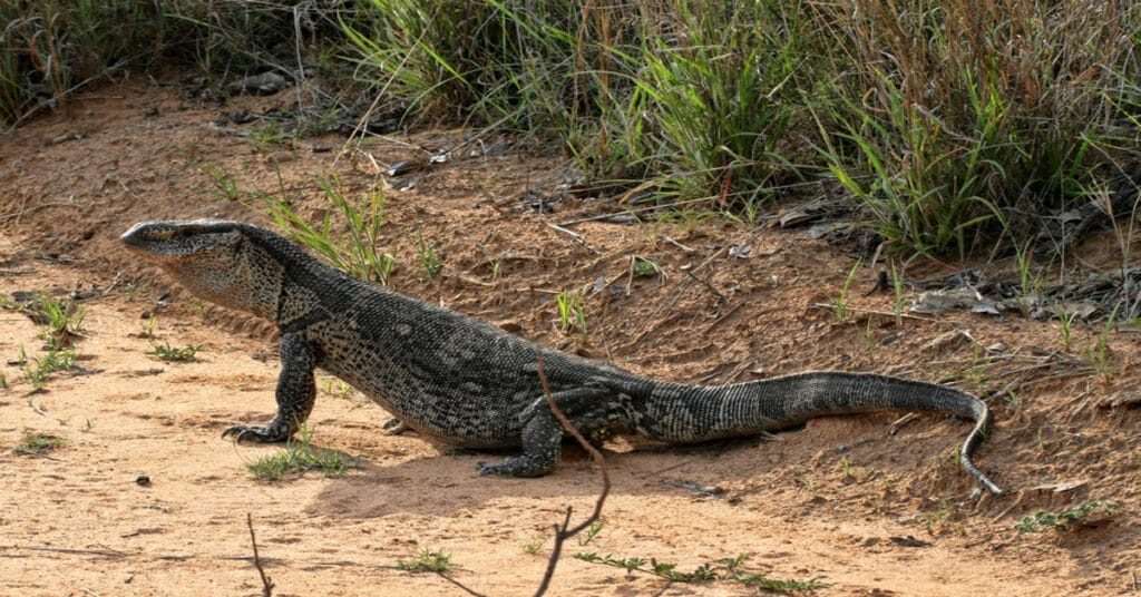 Dragon Lizard - Learn About Nature