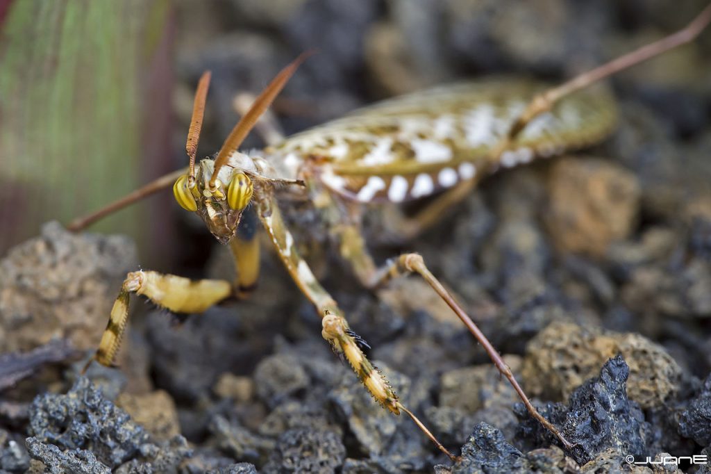 Devil's Flower Mantis