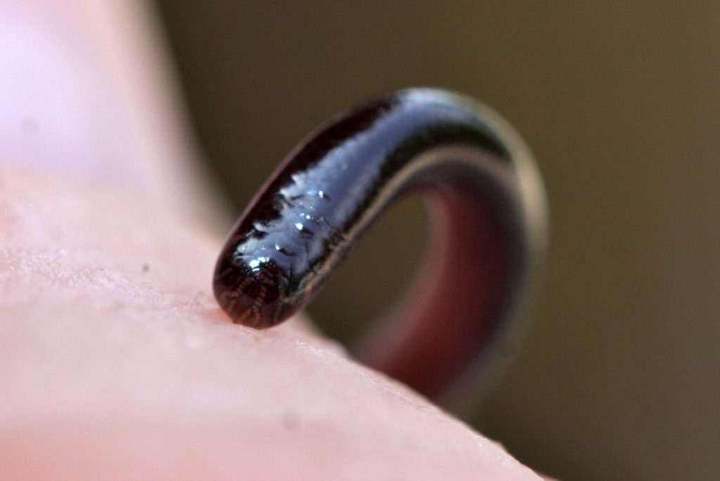 Blind Snake