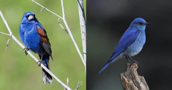 Blue Birds: 7 Of The Most Iconic & Reason Behind Their Coloration ...