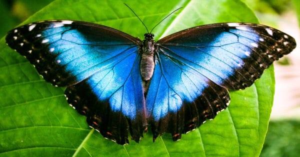 Butterfly Life Cycle - Learn About Nature