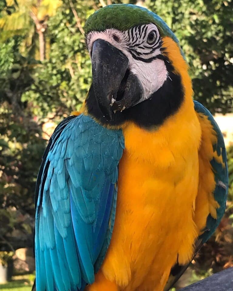 Blue and Gold Macaw - Learn About Nature