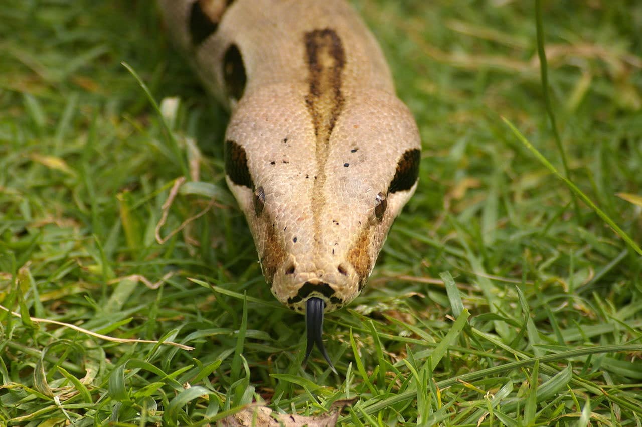 boa snake pet