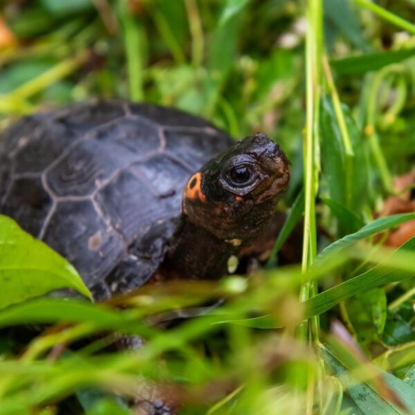 Bog Turtle - Learn About Nature