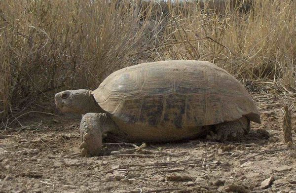 Bolson Tortoise - Learn About Nature