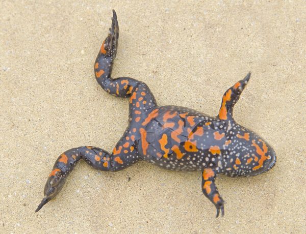 Fire Bellied Toad