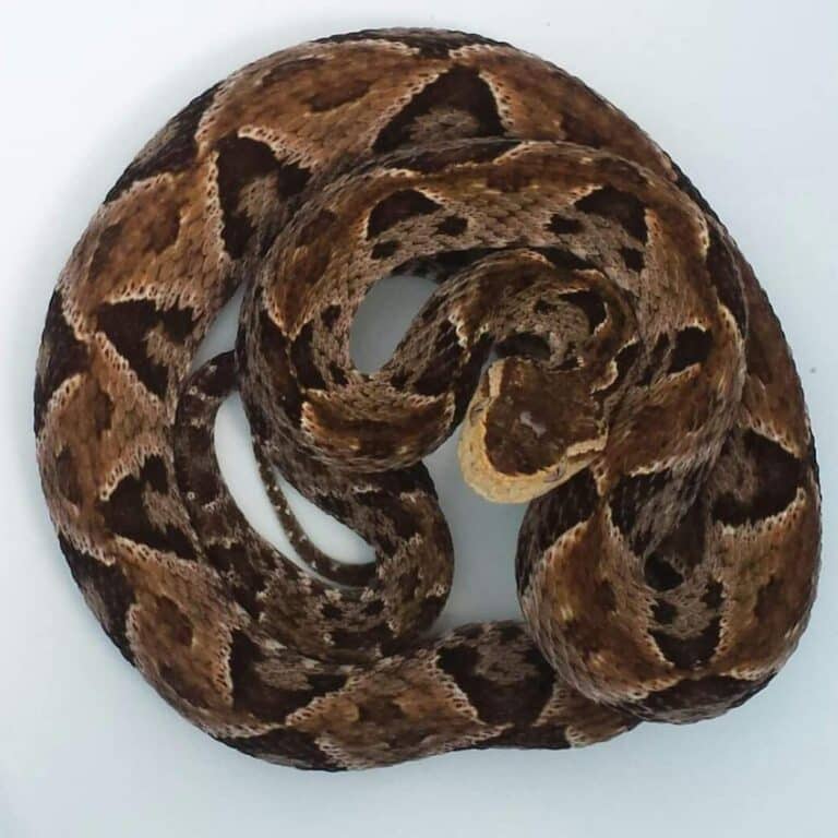 Bothrops Asper - Learn About Nature