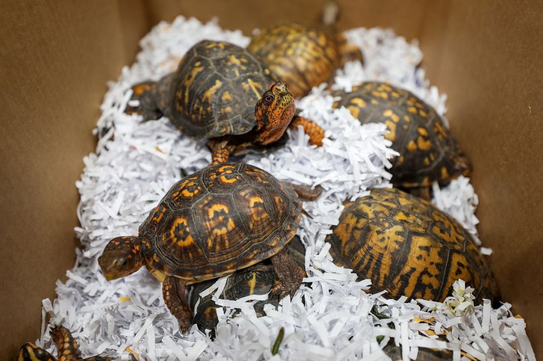 Box Turtles - Learn About Nature