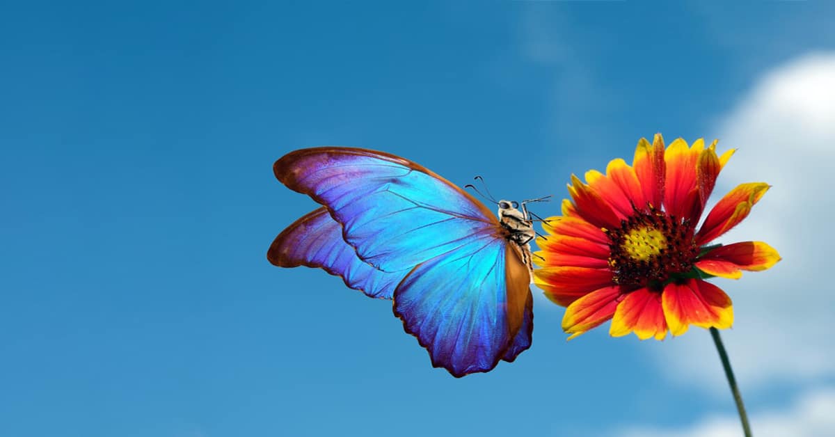 Fun Butterfly Facts That Will Shock You - Learn About Nature