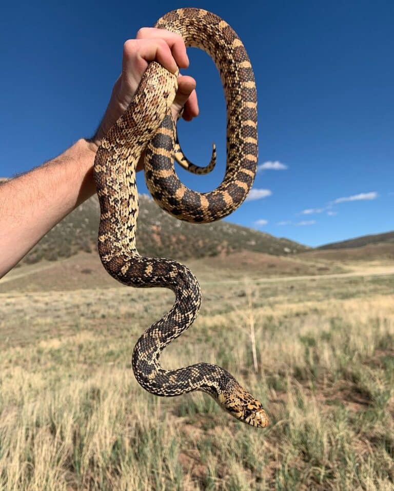 Bull Snakes Learn About Nature