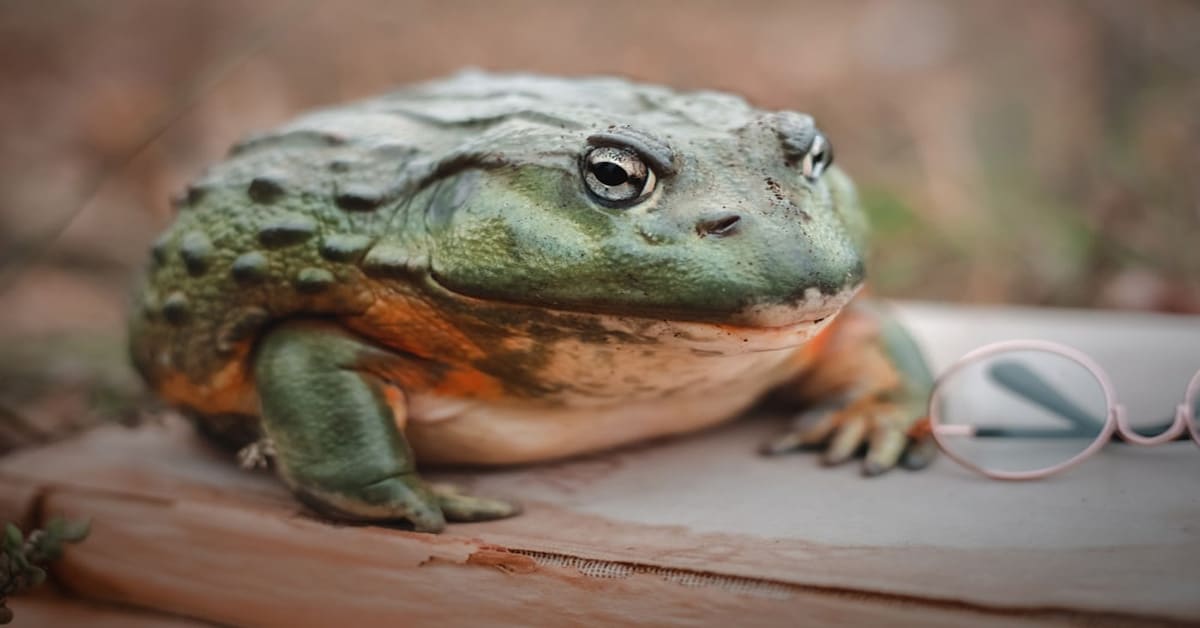Bullfrogs - Learn About Nature