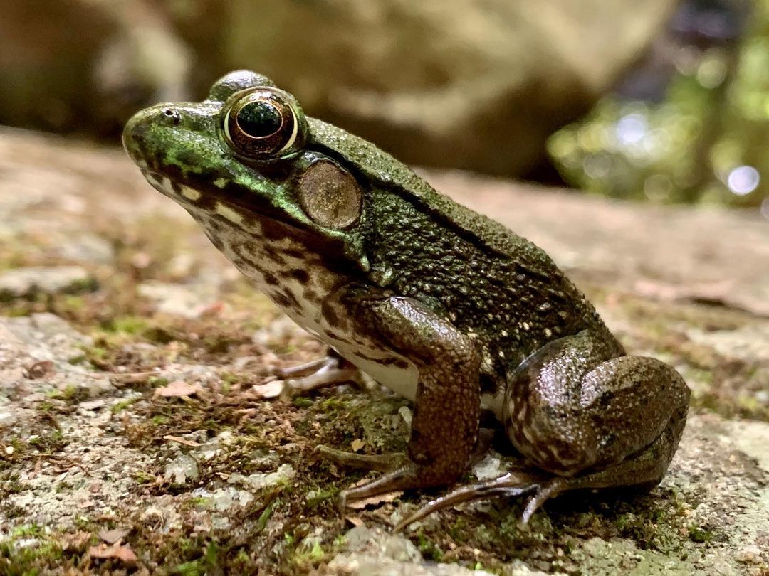 Bullfrogs - Learn About Nature