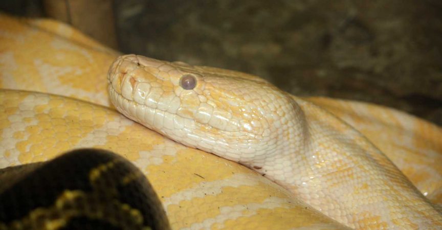 Types of Snakes: Pythonidae - Learn About Nature