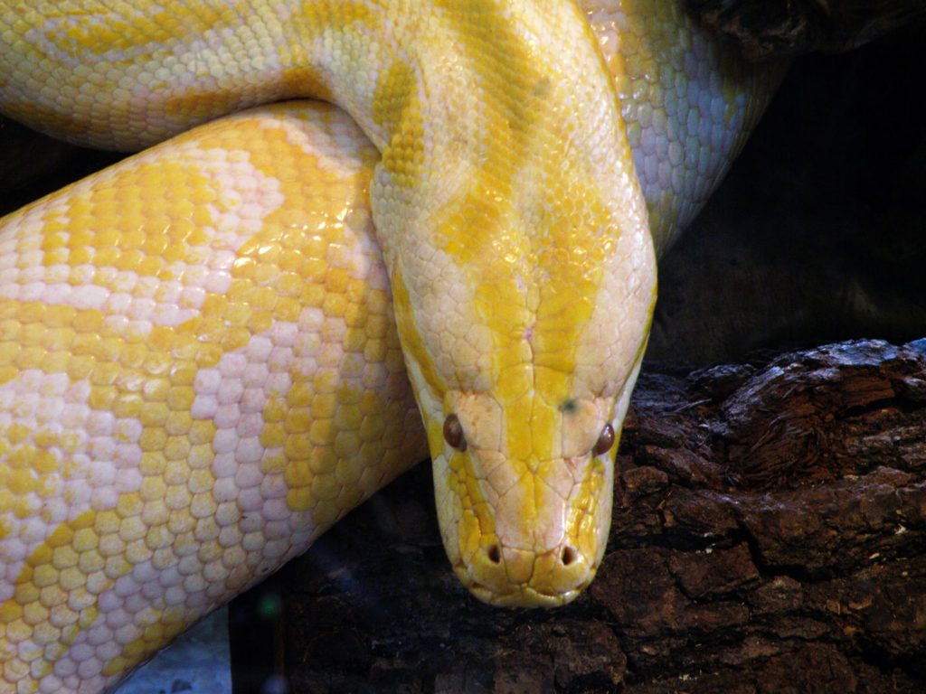 Big Snakes - Learn About Nature