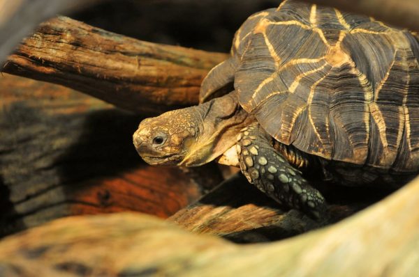 Burmese Star Tortoise - Learn About Nature