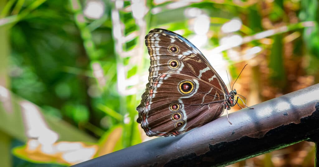 Butterfly Georgia