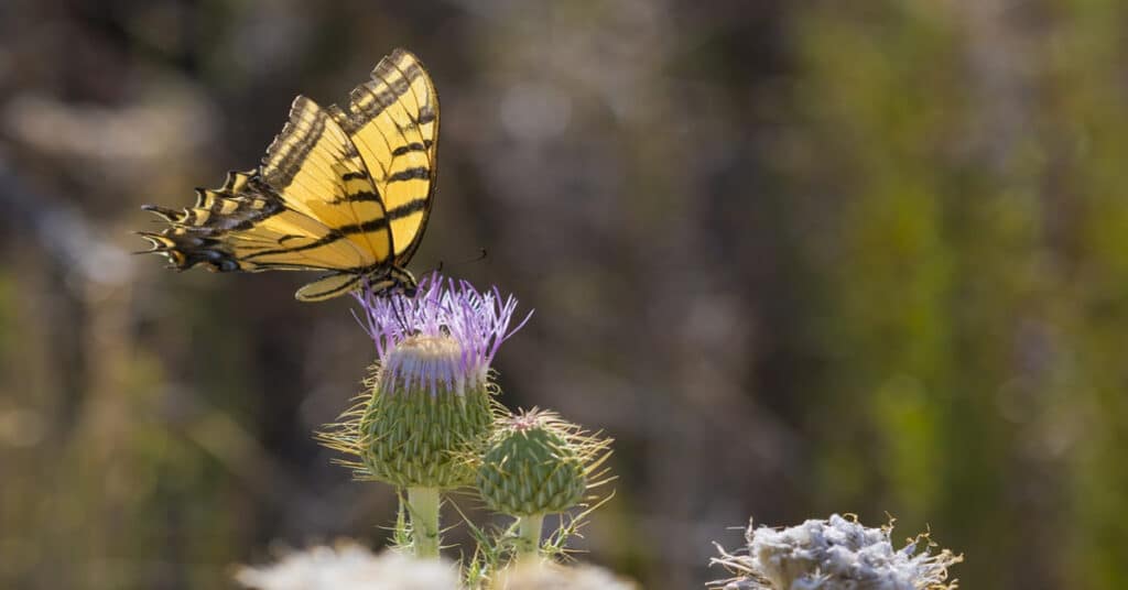 Butterfly New Mexico