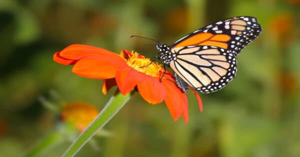 List of Butterflies in Ohio - Learn About Nature