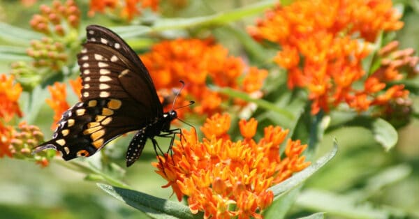 List of Butterflies in Tennessee - Learn About Nature