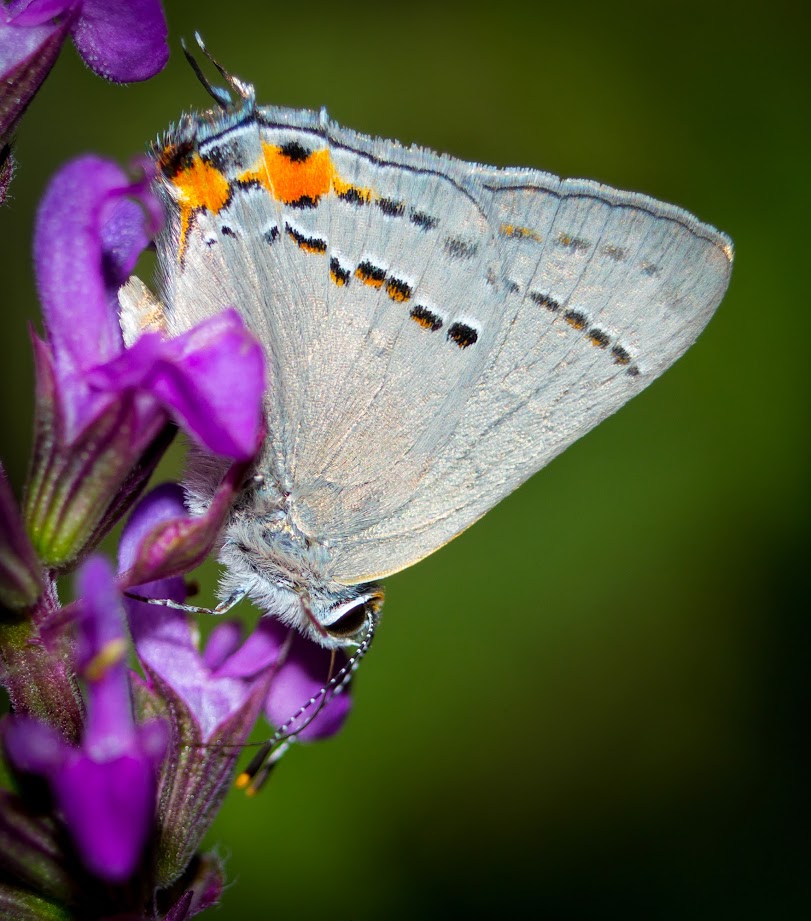 Butterfly - Learn About Nature