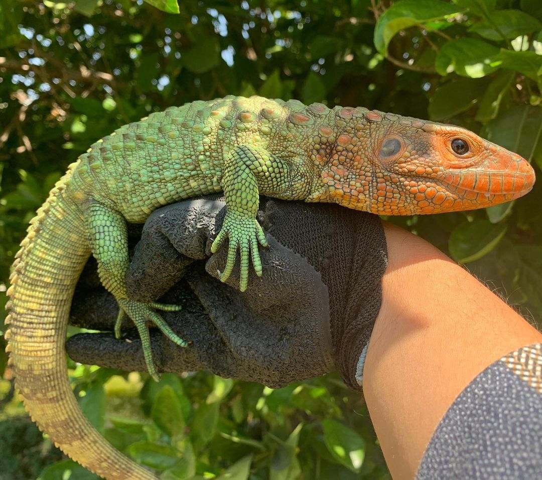 Caiman Lizard - Learn About Nature