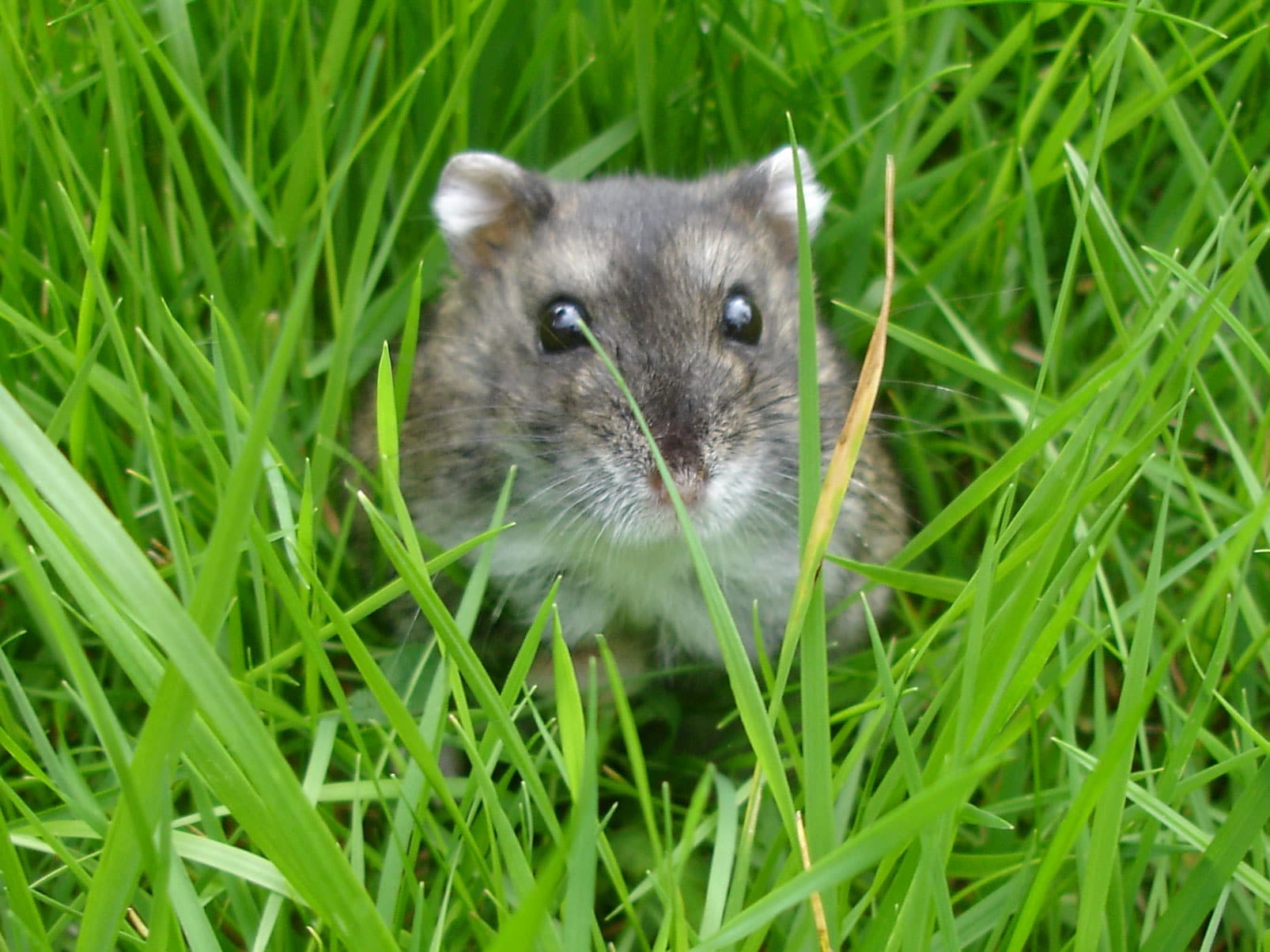 Russian Dwarf Hamster Information