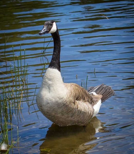 Canada Goose - Learn About Nature