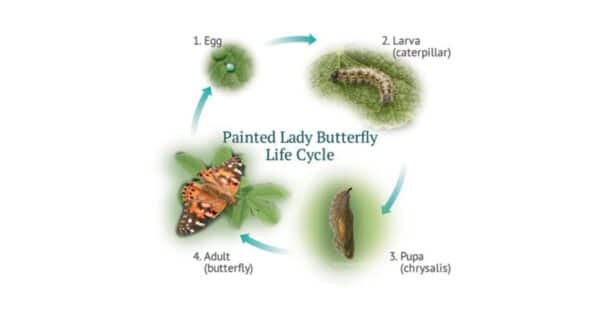 Caterpillar Life Cycle - Common Habits & Stages of Development - Learn ...