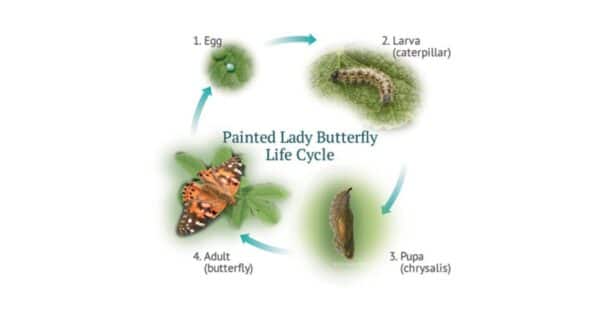 caterpillar-life-cycle-common-habits-stages-of-development-learn