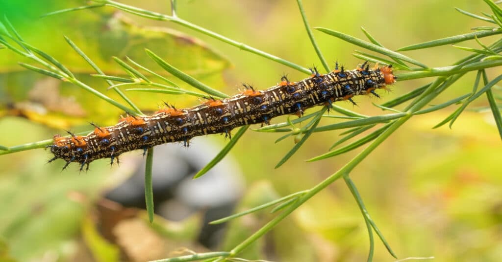 caterpillar on its host plant