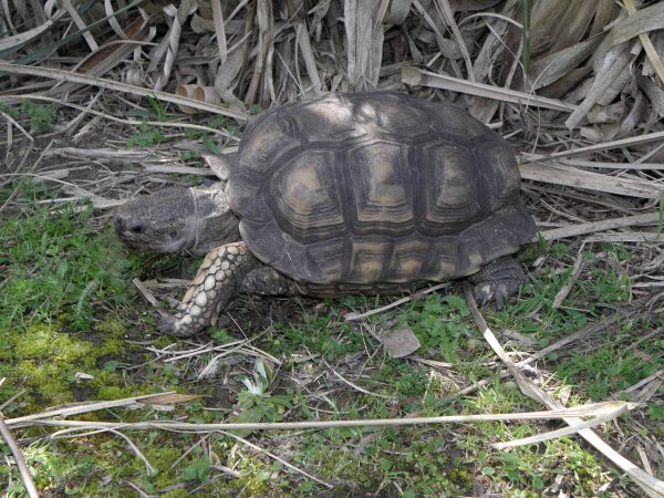 Chaco Tortoise - Learn About Nature