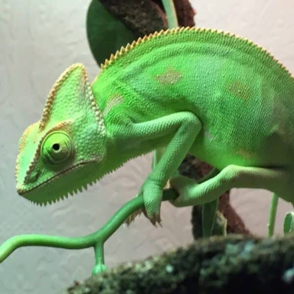 Chameleon Lizard - Learn About Nature