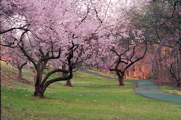 cherry blossom animals and pests