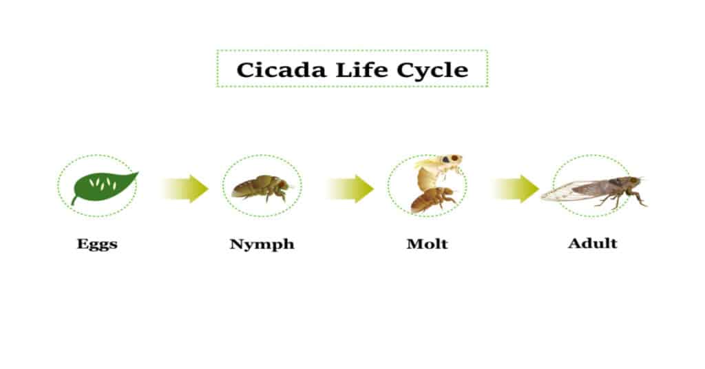 Cicada Life Cycle Peculiar & Fascinating Learn About Nature