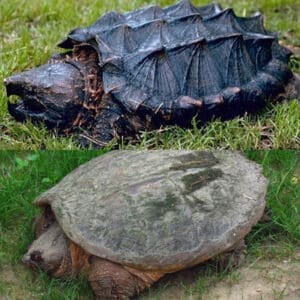 Snapping Turtle - The Two Genus - Learn About Nature