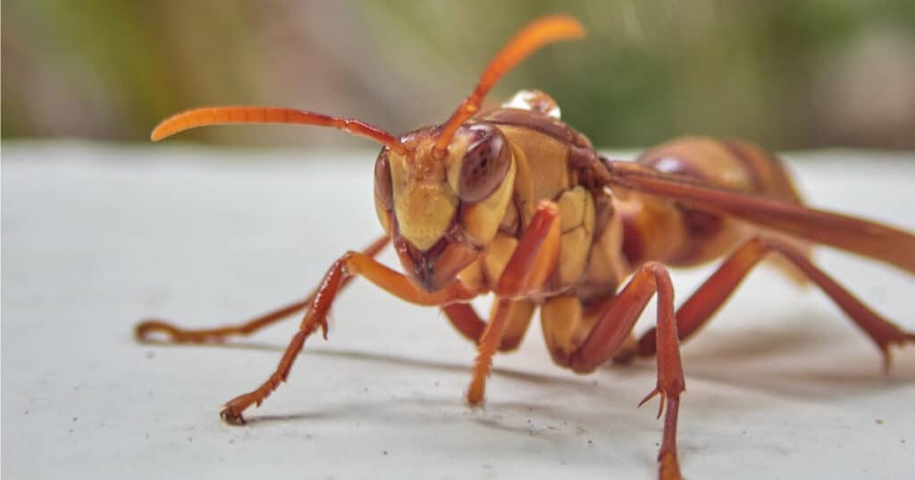 The King Of Sting Executioner Wasp Facts