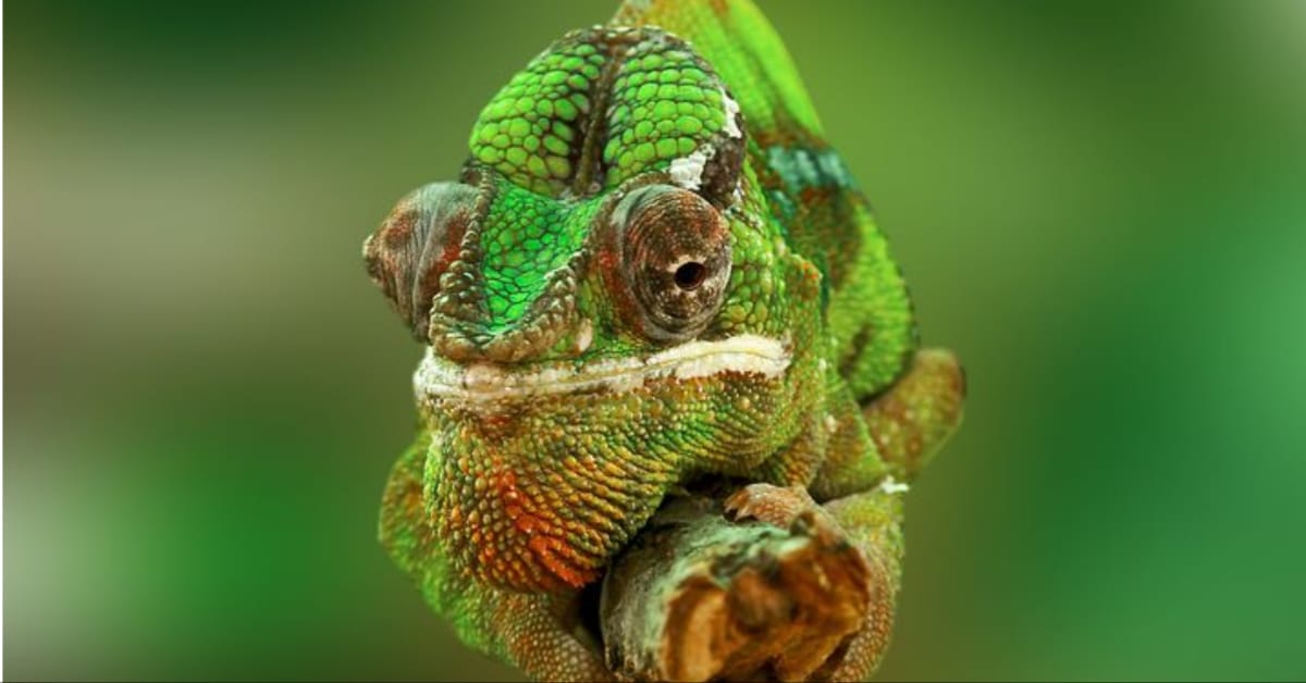 Some spot color: Meet the world's tiniest chameleon