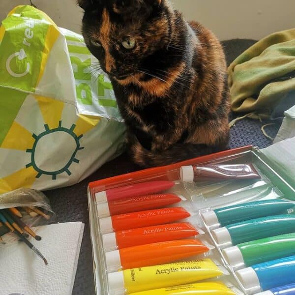 What Colors Cats Like? Unique Shades Of Feline Perception - Learn About ...