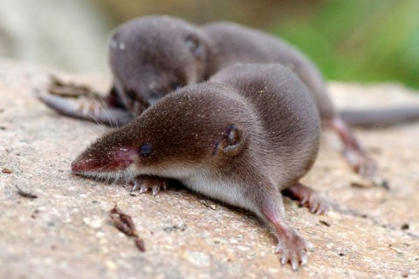 Common Shrew - Learn About Nature