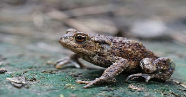 Common Toads - Learn About Nature