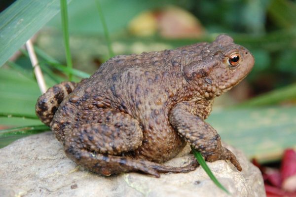 Common Toads - Learn About Nature