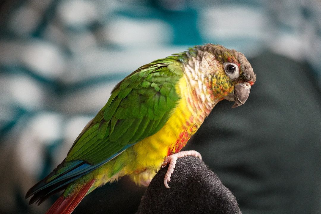 Conure - Learn About Nature