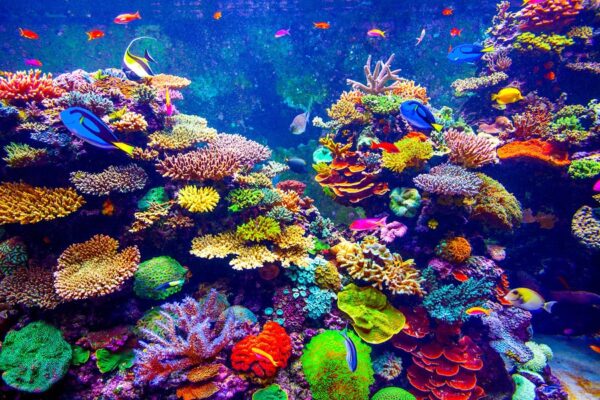 Coral Reef and Tropical Fish