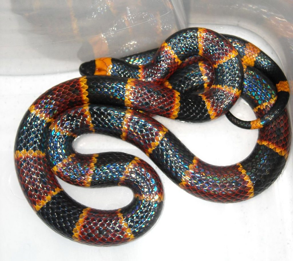 Coral Snake 1024x911 